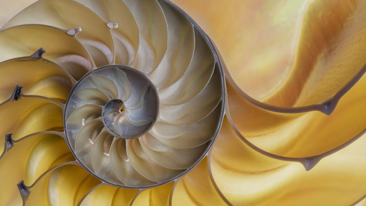 Nautilus shell showing the Fibonacci spiral in nature