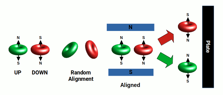 4D torus model of electron spin showing north and south pole orientation