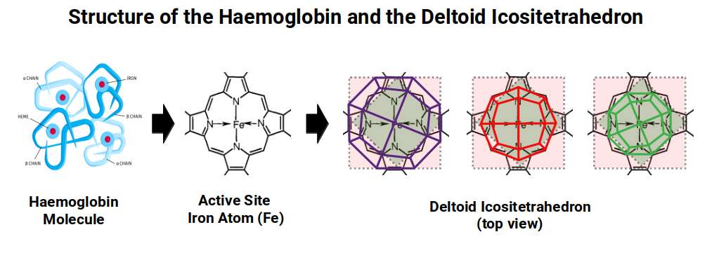 Structure of the haemoglobin active site overlaid with the Deltoid Icositetrahedron projection