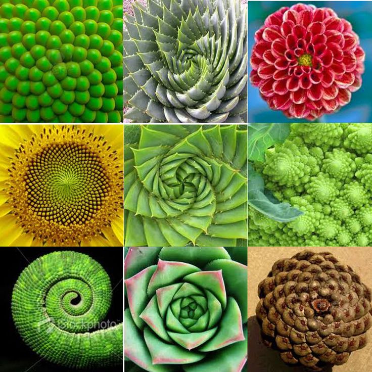 Fibonacci sequence in nature